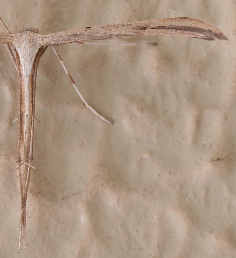 Stenoptilia sp?